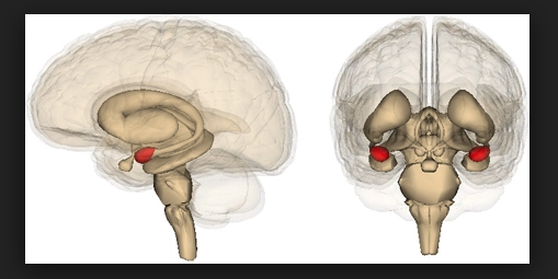 Amygdala